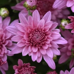Pink Mum Plant Live - 4 to 6 Inch Hardy Chrysanthemum Perennial for Home Garden