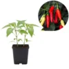 Tabasco Hot Pepper Live Starter Plant for Planting, 2 Plants in 1 Pot, 3"-6"Tall, Spicy Chili Perfect for Outdoor Garden (No Ship CA)