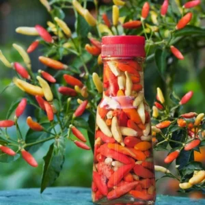 Tabasco Hot Pepper Live Starter Plant for Planting, 2 Plants in 1 Pot, 3