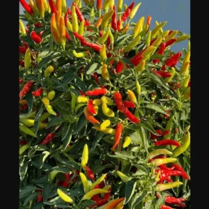 Tabasco Hot Pepper Live Starter Plant for Planting, 2 Plants in 1 Pot, 3