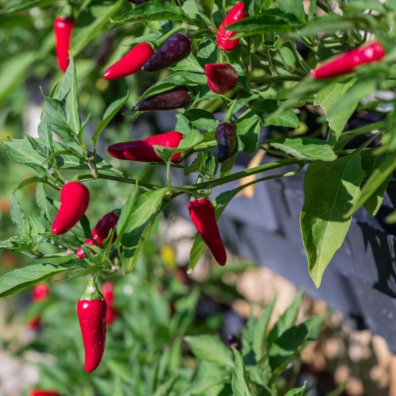 Tabasco Hot Pepper Live Starter Plant for Planting, 2 Plants in 1 Pot, 3"-6"Tall, Spicy Chili Perfect for Outdoor Garden (No Ship CA)