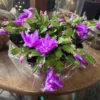 Thanksgiving Christmas Cactus Plant - 4" Pot - Purple Blooms Indoor Houseplant