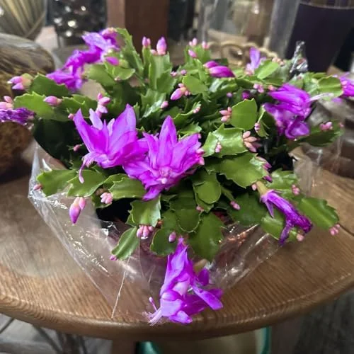 Thanksgiving Christmas Cactus Plant - 4" Pot - Purple Blooms Indoor Houseplant