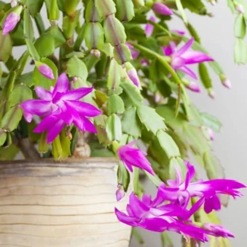 Thanksgiving Christmas Cactus Plant - 4" Pot - Purple Blooms Indoor Houseplant