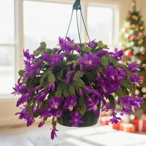 Thanksgiving Christmas Cactus Plant - 4" Pot - Purple Blooms Indoor Houseplant