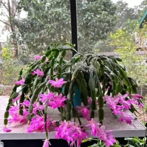Thanksgiving Christmas Cactus Plant - 4