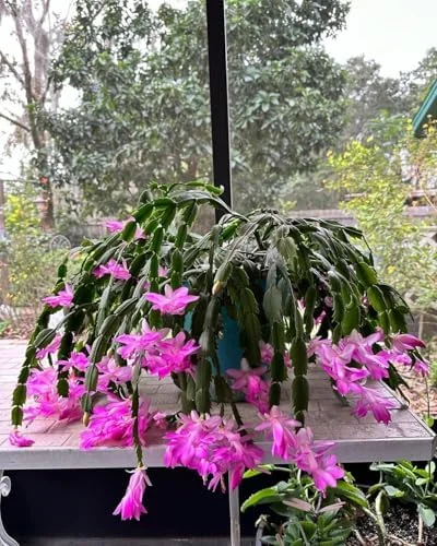 Thanksgiving Christmas Cactus Plant - 4" Pot - Purple Blooms Indoor Houseplant