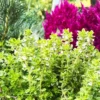 Thyme Herb Plant - 7 Inch Live Culinary Herb - Indoor/Outdoor Gardening Plant