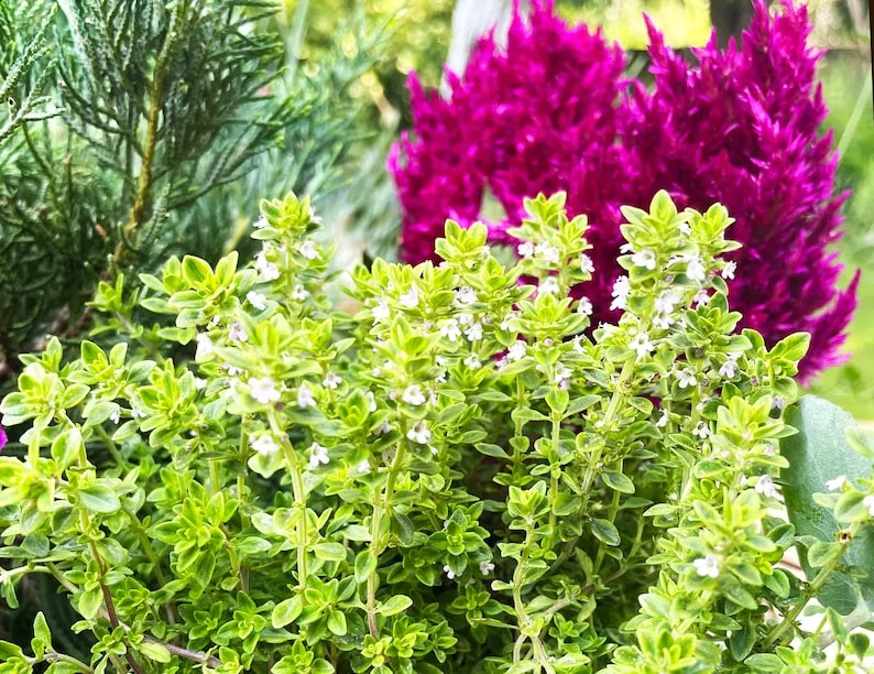 Thyme Herb Plant - 7 Inch Live Culinary Herb - Indoor/Outdoor Gardening Plant