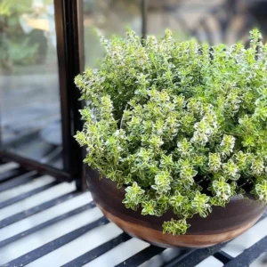 Thyme Herb Plant - 7 Inch Live Culinary Herb - Indoor/Outdoor Gardening Plant