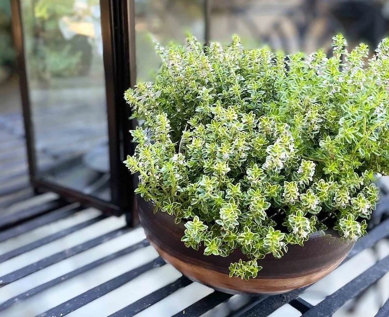 Thyme Herb Plant - 7 Inch Live Culinary Herb - Indoor/Outdoor Gardening Plant