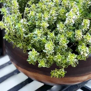 Thyme Herb Plant - 7 Inch Live Culinary Herb - Indoor/Outdoor Gardening Plant