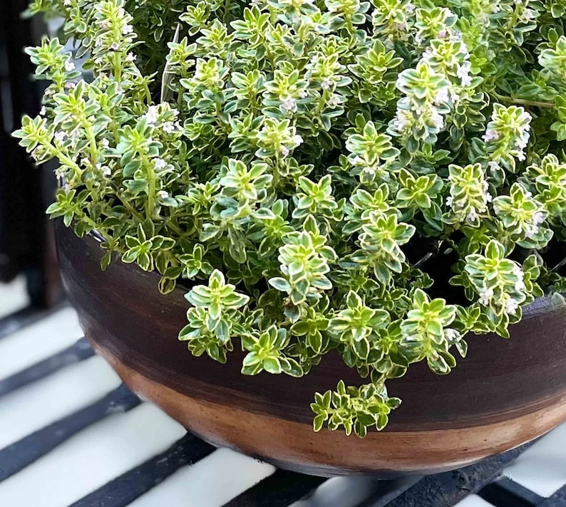 Thyme Herb Plant - 7 Inch Live Culinary Herb - Indoor/Outdoor Gardening Plant