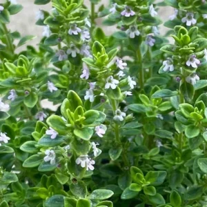 Thyme Herb Plant - 7 Inch Live Culinary Herb - Indoor/Outdoor Gardening Plant