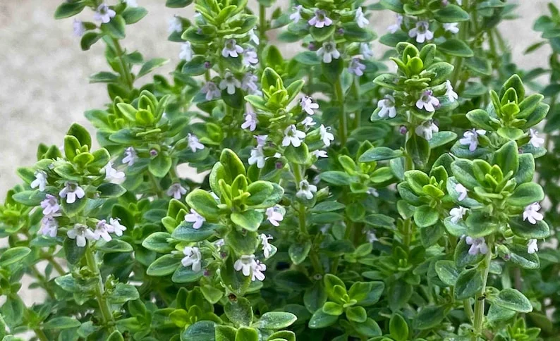 Thyme Herb Plant - 7 Inch Live Culinary Herb - Indoor/Outdoor Gardening Plant