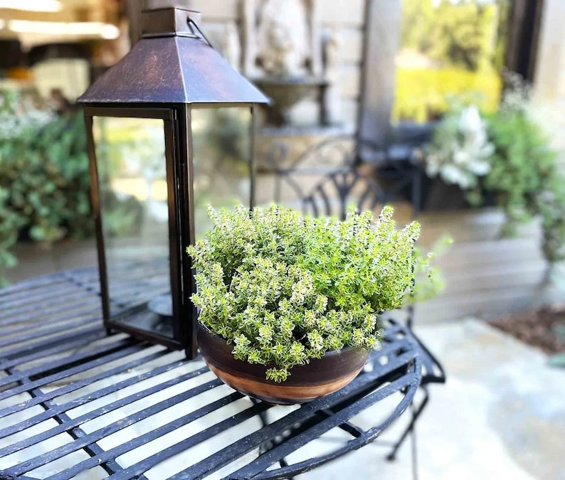 Thyme Herb Plant - 7 Inch Live Culinary Herb - Indoor/Outdoor Gardening Plant