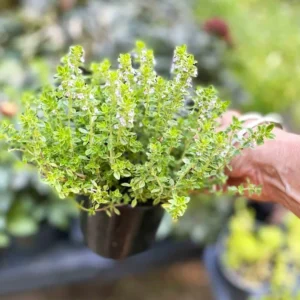 Thyme Herb Plant - 7 Inch Live Culinary Herb - Indoor/Outdoor Gardening Plant