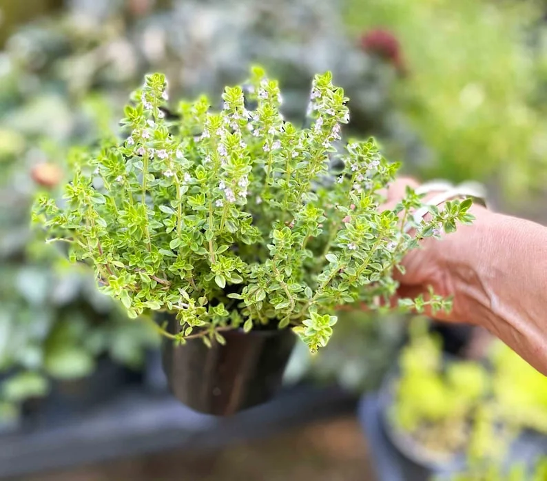 Thyme Herb Plant - 7 Inch Live Culinary Herb - Indoor/Outdoor Gardening Plant
