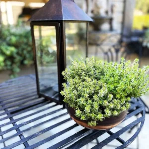 Thyme Herb Plant - 7 Inch Live Culinary Herb - Indoor/Outdoor Gardening Plant