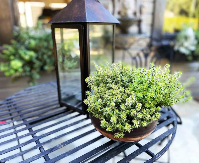 Thyme Herb Plant - 7 Inch Live Culinary Herb - Indoor/Outdoor Gardening Plant