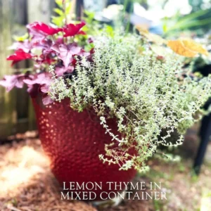 Thyme Herb Plant - 7 Inch Live Culinary Herb - Indoor/Outdoor Gardening Plant