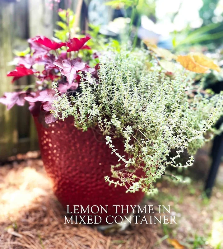 Thyme Herb Plant - 7 Inch Live Culinary Herb - Indoor/Outdoor Gardening Plant