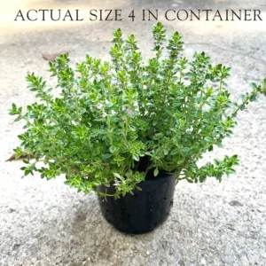 Thyme Herb Plant - 7 Inch Live Culinary Herb - Indoor/Outdoor Gardening Plant