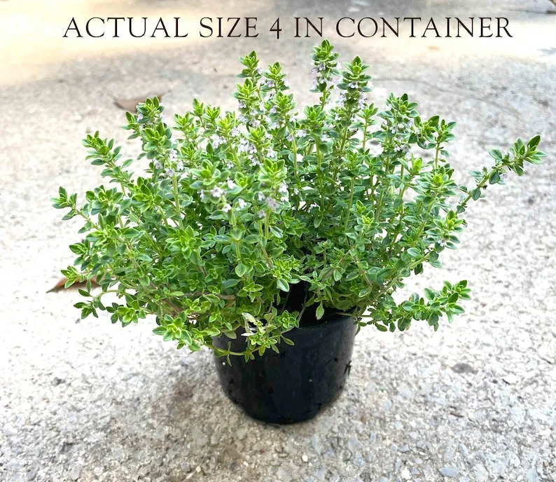 Thyme Herb Plant - 7 Inch Live Culinary Herb - Indoor/Outdoor Gardening Plant