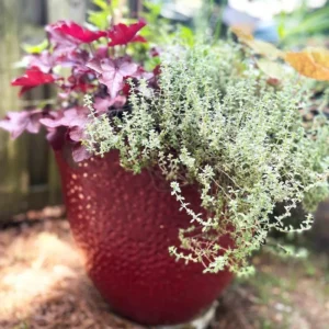 Thyme Herb Plant - 7 Inch Live Culinary Herb - Indoor/Outdoor Gardening Plant
