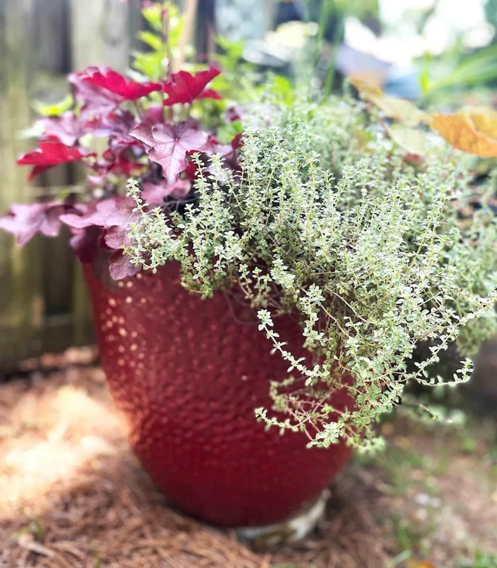 Thyme Herb Plant - 7 Inch Live Culinary Herb - Indoor/Outdoor Gardening Plant