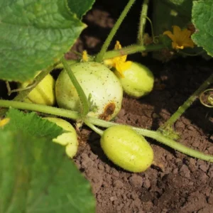 Lemon Cucumber Live Plant – Heirloom Vegetable – 4-7