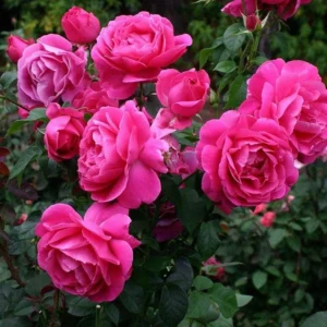 Deep Pink Rose Climber Plant – Live plant – Bare root – Climbing rose – Outdoor - Image 1