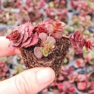 Sedum Spurium 'Dragon's Blood' Succulent Plant 2 Inch - Multicolor Garden Decor
