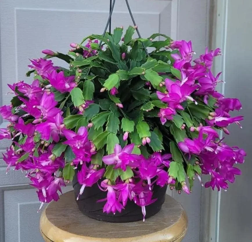 Purple Christmas Cactus Live Plant – Holiday Cactus – 2" Pot – Indoor/Outdoor - Image 7