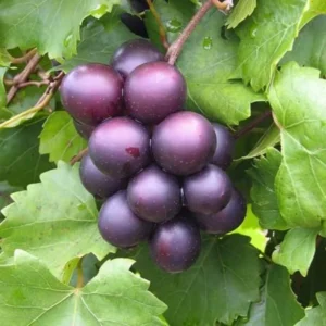 Set of 3 Black Muscadine Grape Plants Live, 4-6