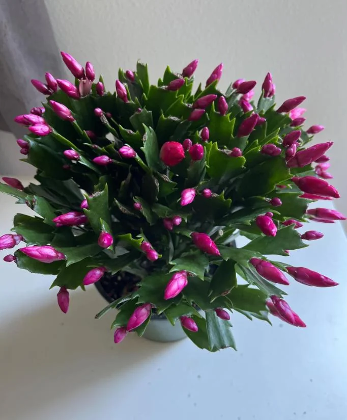 Purple Christmas Cactus Live Plant – Holiday Cactus – 2" Pot – Indoor/Outdoor - Image 9