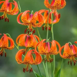 10 Turk’s Cap Lily Bulbs for Planting, Orange Tiger Lilies Bulbs, Hardy Perennial Lily Flowers for Gardening
