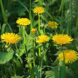 Dandelion Plant – Live Dandelion Plants – Outdoor – 4 Inch Pot - Image 1