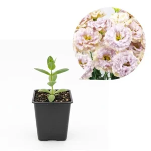 Lisianthus Chateau Blue Live Plant Starter - 3.25 Inch Potted Plant