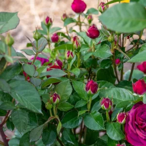 Celestial Nights Rose – Climbing Rose Live Plant – 4-7 Inches Tall – Outdoor - Image 4