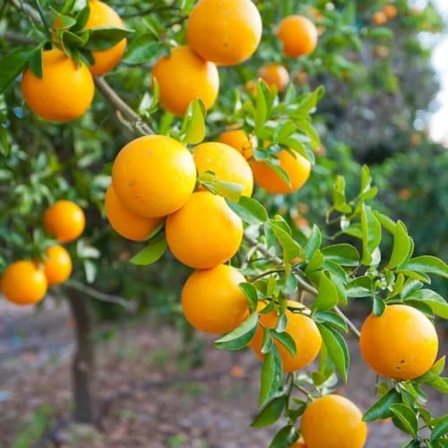 Valencia Orange Plant Live, Orange Tree, Sweet Citrus Tree, 4-5 Feet Tall in 5 Gallon Pot for Growing, No Ship to CA