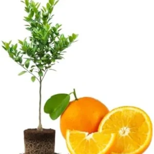 Valencia Orange Plant Live, Orange Tree, Sweet Citrus Tree, 4-5 Feet Tall in 5 Gallon Pot for Growing, No Ship to CA