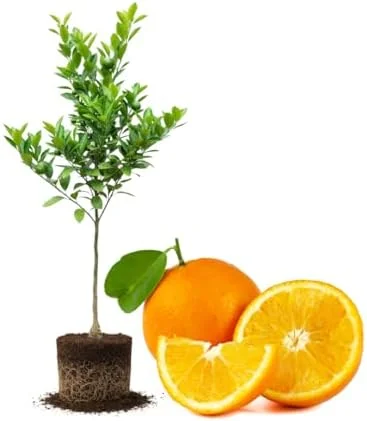 Valencia Orange Plant Live, Orange Tree, Sweet Citrus Tree, 4-5 Feet Tall in 5 Gallon Pot for Growing, No Ship to CA