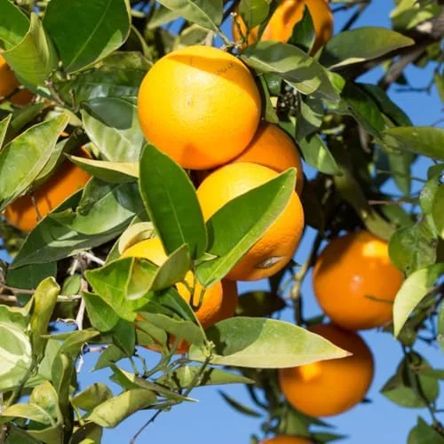 Valencia Orange Plant Live, Orange Tree, Sweet Citrus Tree, 4-5 Feet Tall in 5 Gallon Pot for Growing, No Ship to CA