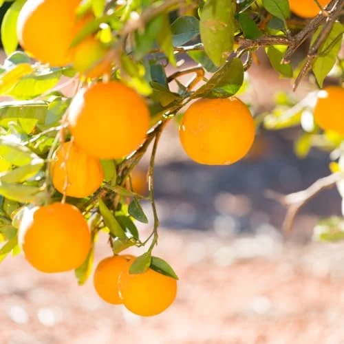 Valencia Orange Plant Live, Orange Tree, Sweet Citrus Tree, 4-5 Feet Tall in 5 Gallon Pot for Growing, No Ship to CA