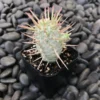 Variegated Corn Cob Cactus Euphorbia Mammillaris Cactus Plant 2 Inch Pot for Garden