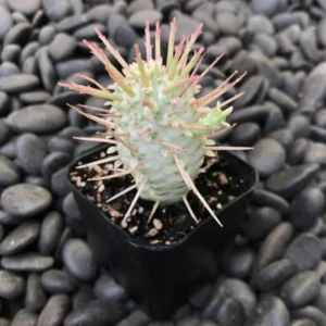 Variegated Corn Cob Cactus Euphorbia Mammillaris Cactus Plant 2 Inch Pot for Garden