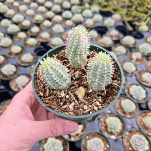 Variegated Corn Cob Cactus Euphorbia Mammillaris Cactus Plant 2 Inch Pot for Garden