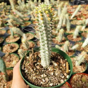 Variegated Corn Cob Cactus Euphorbia Mammillaris Cactus Plant 2 Inch Pot for Garden