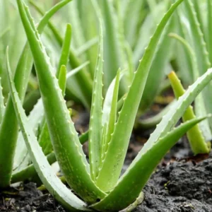 Aloe Vera Live Plant – Indoor Succulent – 4 Inch Potted – Houseplant - Image 1